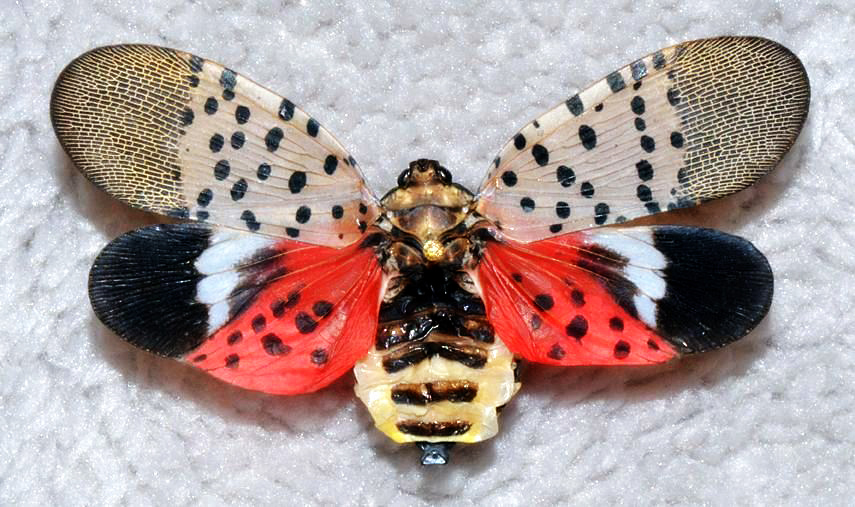 Spotted-Lanternfly-wings-spread-11-16-2014-GregHoover