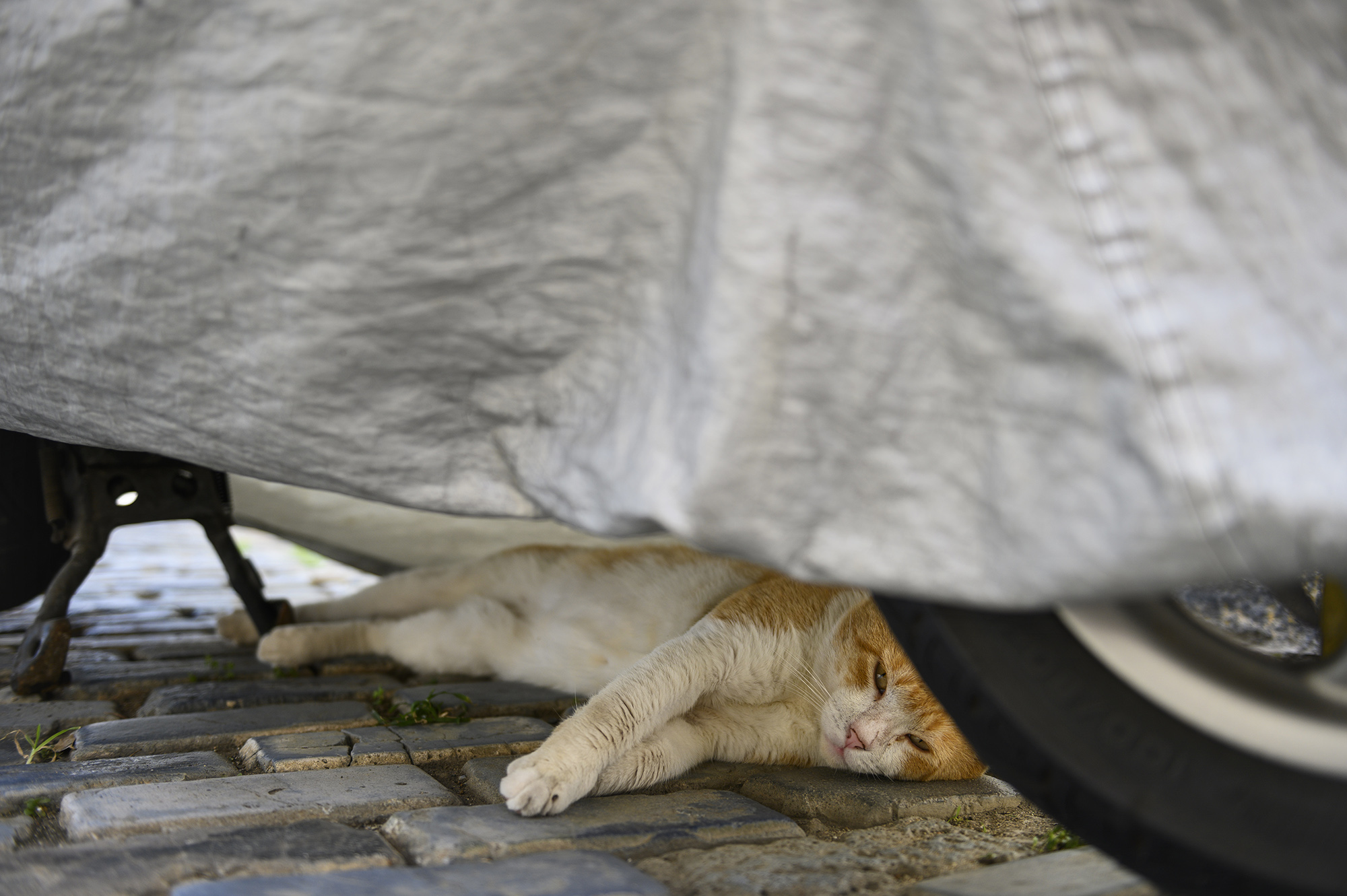 A cat takes shelter on the cobblestone streets of Old San Juan. Photo by Caitlin Lee