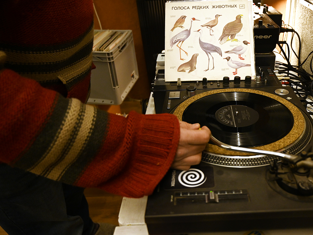 A vinyl record full of songs by rare birds (Photo by Mackenzie Daly).